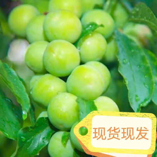信宜市三月李早李子信宜钱排三华李酸脆孕妇水果一件代发电商批发零售