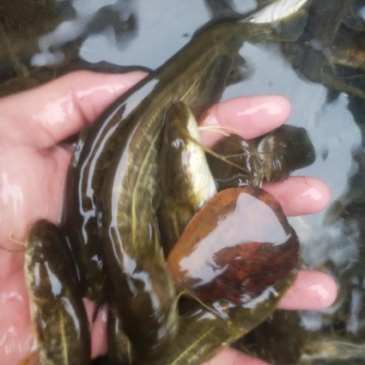 仁寿县大口鲶鱼苗 《精品大口鲢鱼苗》批发出售 基地直供提供技术指导