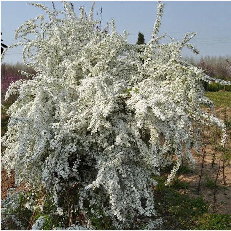 珍珠梅工程苗珍珠梅球，珍珠梅小苗，欢迎来电咨询！