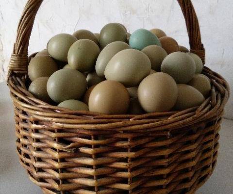 七彩山鸡蛋，，保证新鲜，破损包赔，生鲜食品，不得拒收，