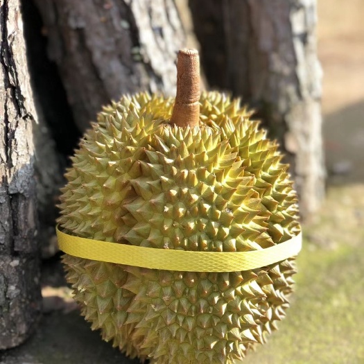 昆明甲仑榴莲  泰国榴莲甲伦榴莲口感甜糯品质稳定全国发货可一件
