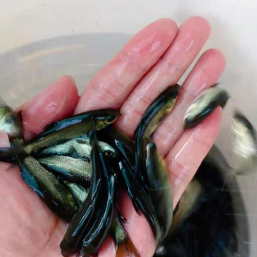 威远县青鱼苗批发热销 鱼场直销一手货源 可提供技术指导包运输到塘