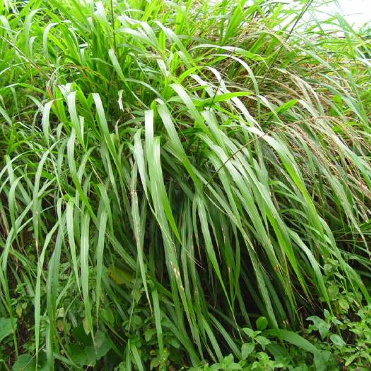 金平县香茅草