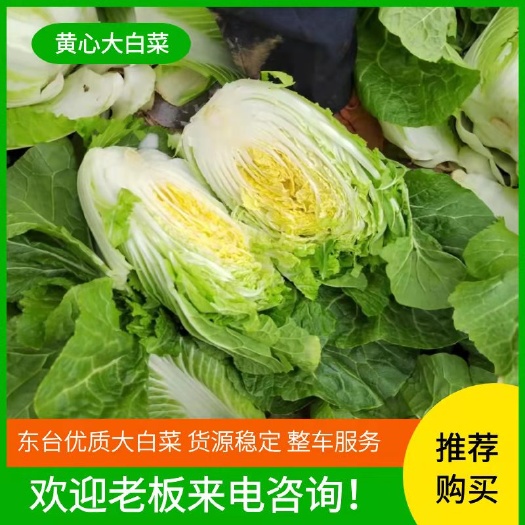 东台市黄心大白菜 4~6斤 净菜