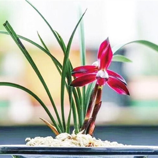 南靖县春兰铭品娄山红，艳丽色花芳香怡人
