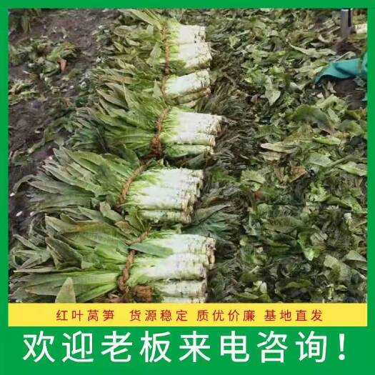 东台市红叶香莴笋 江苏省盐城市东台市