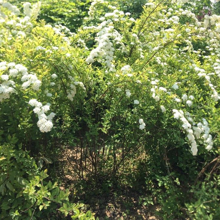 珍珠梅工程苗珍珠梅球，珍珠梅小苗，欢迎来电咨询！