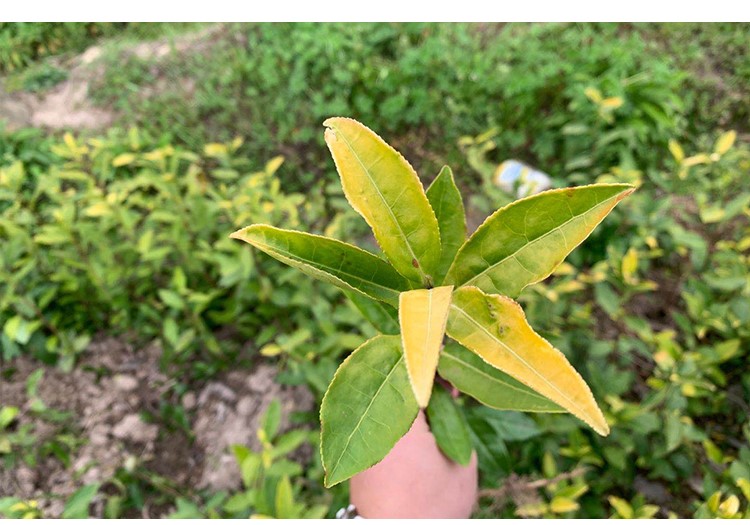 茶樹苗御金香茶苗農(nóng)戶基地直銷浙江黃茶茶苗出售特色郁金香茶苗