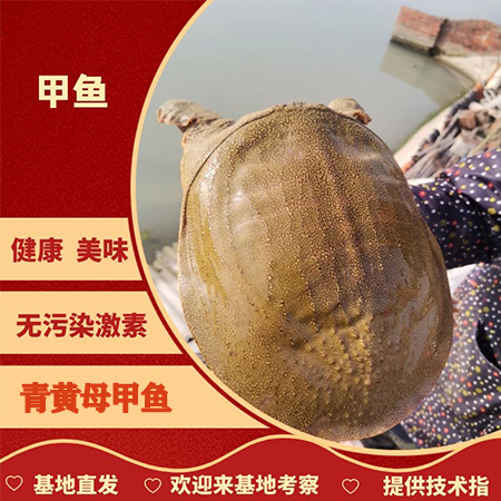 固始县过年不打烊 1-3斤黄沙鳖 青黄甲鱼 规格齐全 批发价格