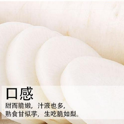 涞水县白萝卜价格行情 地超低价直销