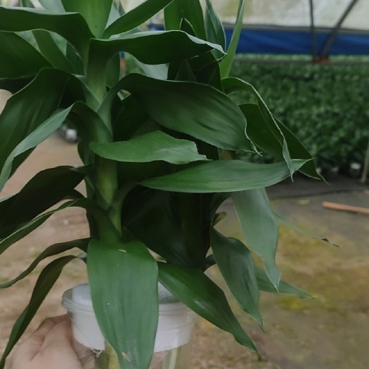 海口水培棕竹 大量水培莲花基地直销