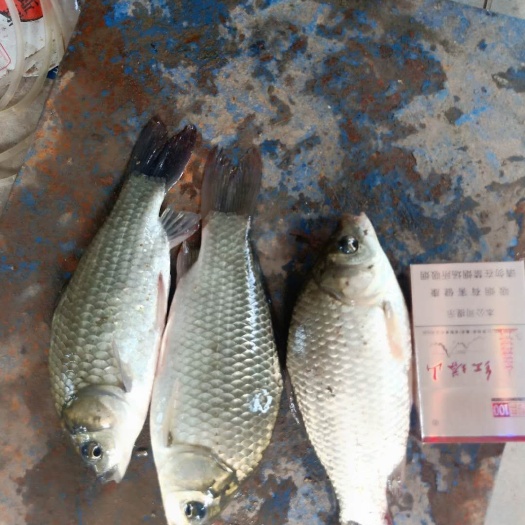 《先科鲫鱼》批发出售鱼场直销半斤～一斤淡水鲫鱼 放生垂钓到