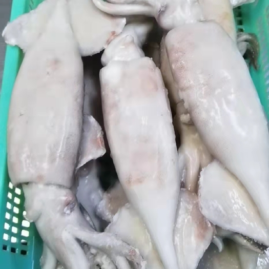 东港市鱿鱼，真鱿