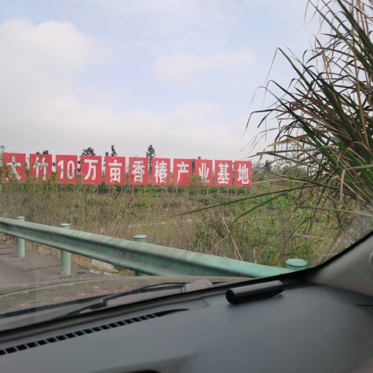 大竹县香椿芽 12cm以上 四川省达州市大竹县