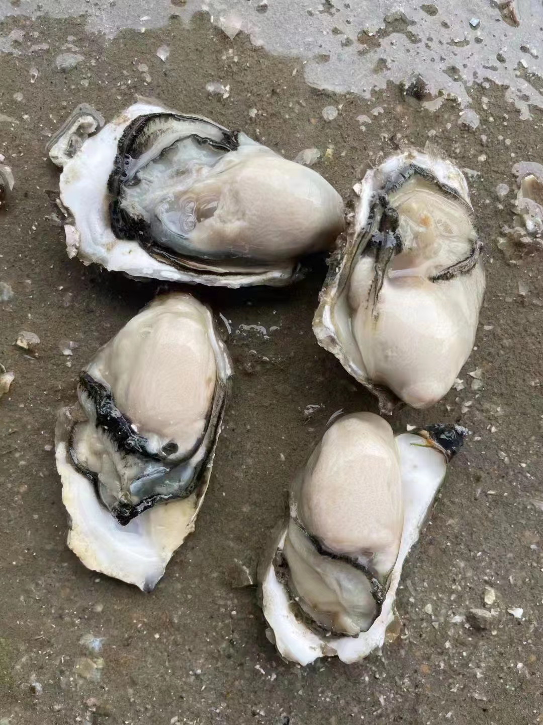 长牡蛎 福建生蚝，场地直批