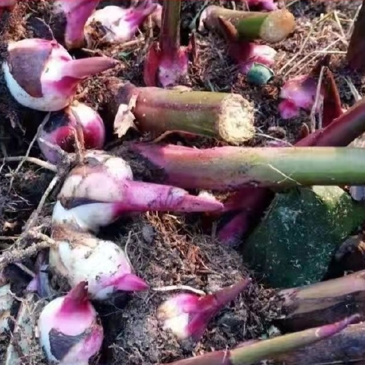黎平县芭蕉芋种苗