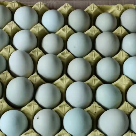 武汉土鸡蛋 精品中等绿壳