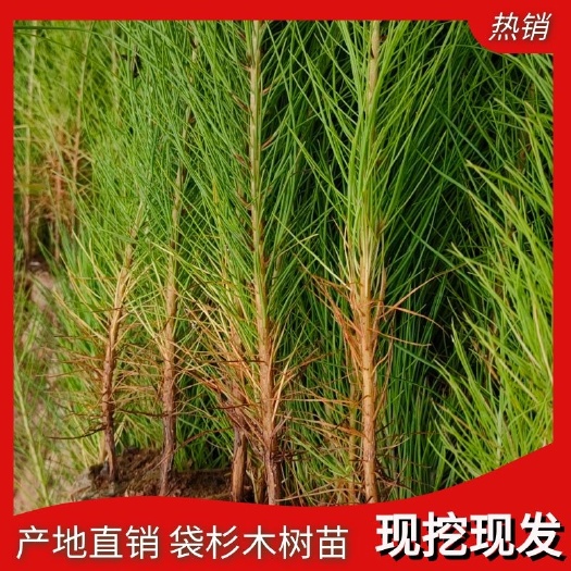 兴义市湿地松小苗  基地出售优质 现取现发根系发达 量大从优规格齐