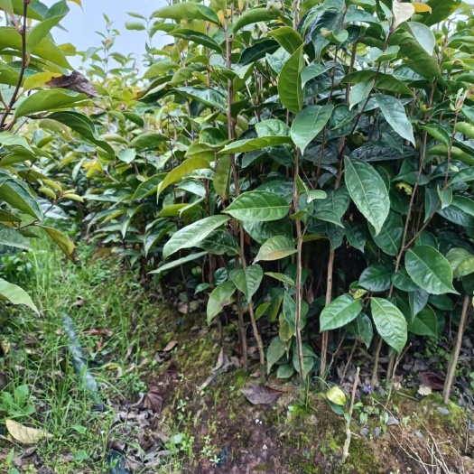桂林大果红花油茶