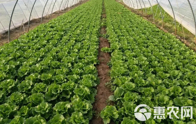 山东球生菜，圆生菜球产地，量大从优，全国发货，