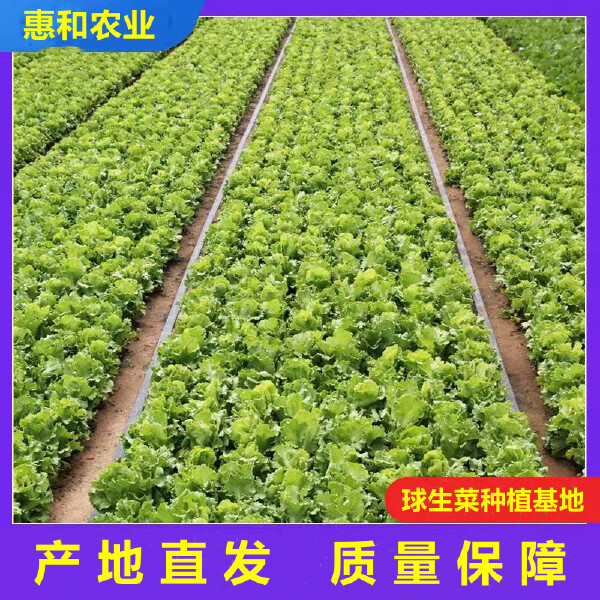 山东球生菜，圆生菜球产地，量大从优，全国发货，