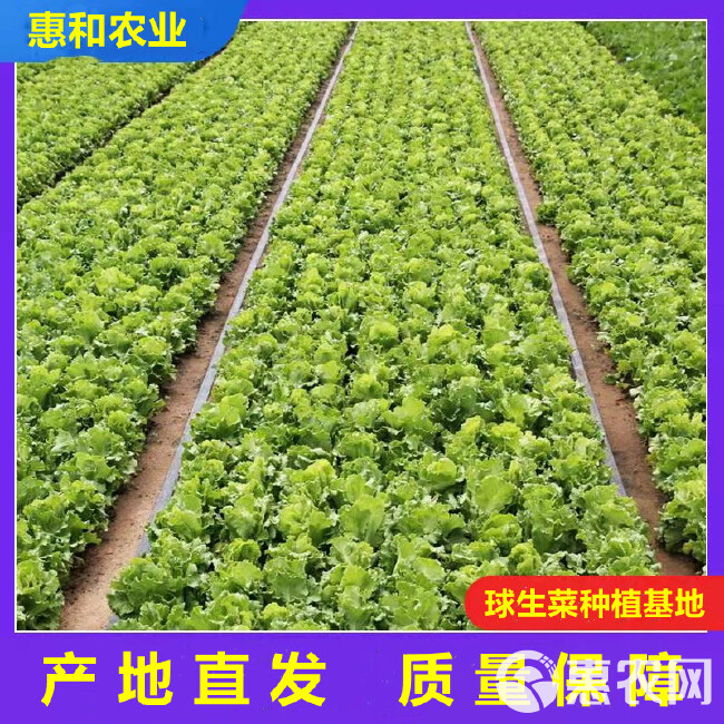 山东球生菜，圆生菜球产地，量大从优，全国发货，