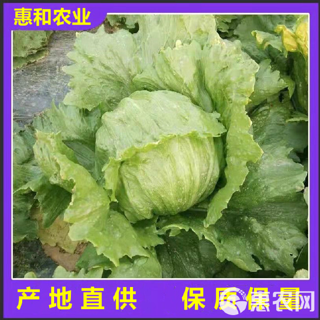 山东球生菜，圆生菜球产地，量大从优，全国发货，