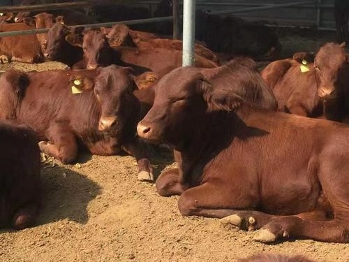  肉牛基地现售大小肉牛