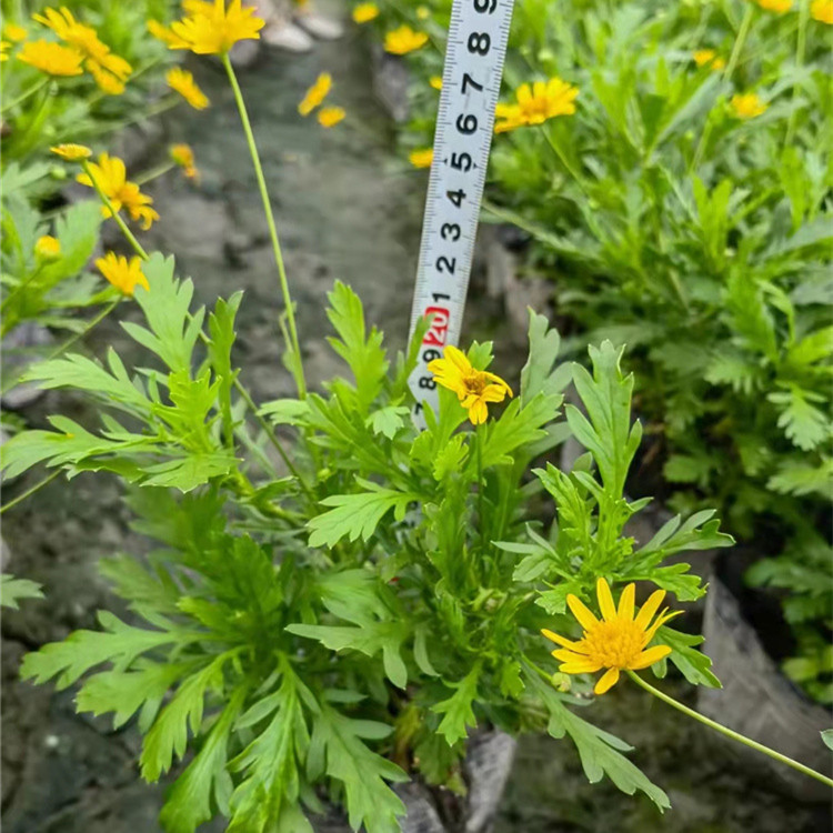 玛格丽特花 玛格丽特基地 多色茼蒿菊 木春菊 成都参天园林