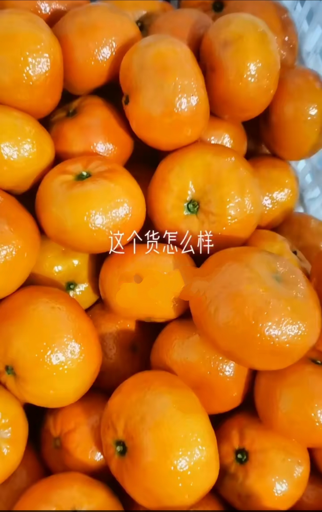  默科特，品质好，无花麻，果面干净