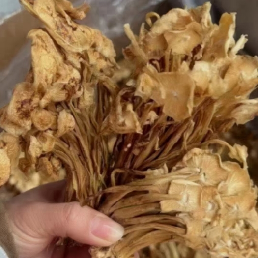 成都广昌5号茶树菇 茶树菇，地摊展会会销货源，电商火爆产品！！