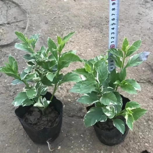  (花叶假连翘)(金边假连翘)