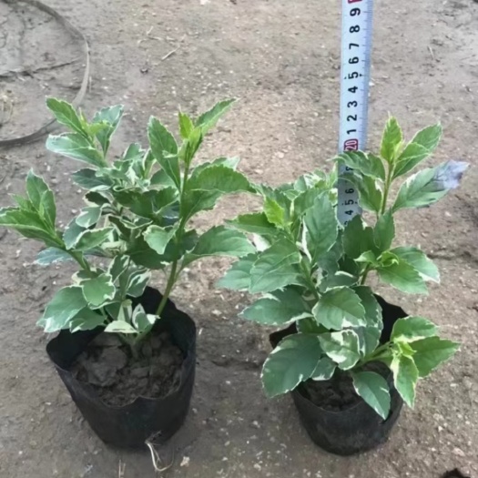 揭阳 (花叶假连翘)(金边假连翘)