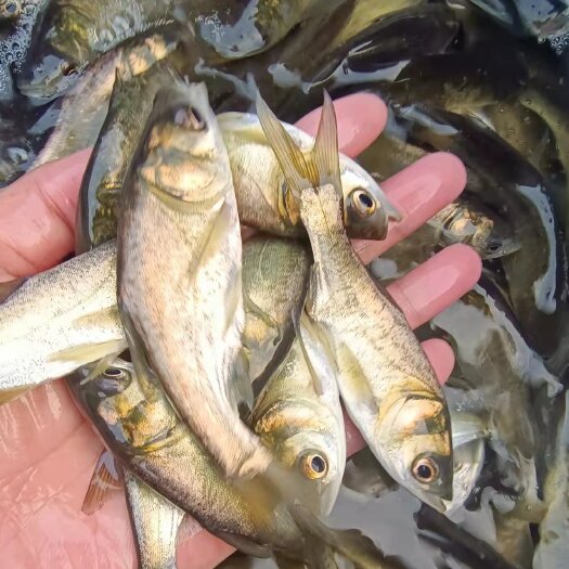 邻水县花鲢鱼苗 花白鲢及成鱼出售 包下塘包消毒 支持渝云贵川配送