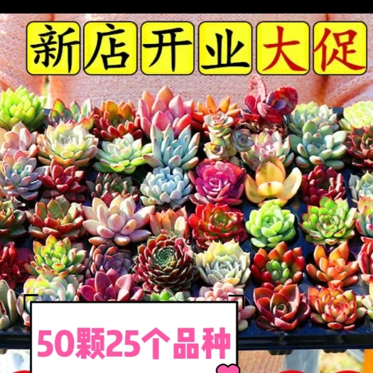 兴仁市多肉组合  多肉植物批发组合