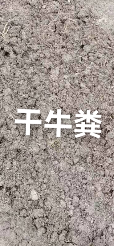 遂平县 晒干发酵牛粪是蔬菜大棚果园大田里的有机肥，能蓬松土壤增加有机