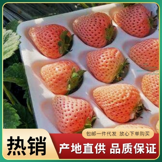 平度市淡雪草莓  【京东包邮一件代发】平度云山 日本