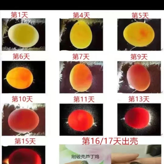 涡阳县芦丁蛋 芦丁鸡蛋各种色系