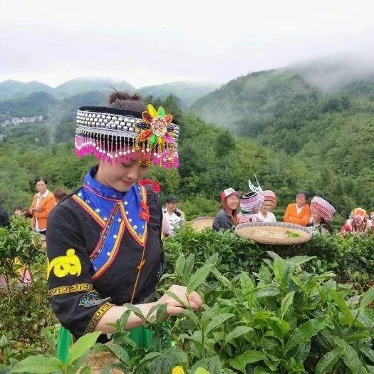 大方县 纯手工1级黄茶