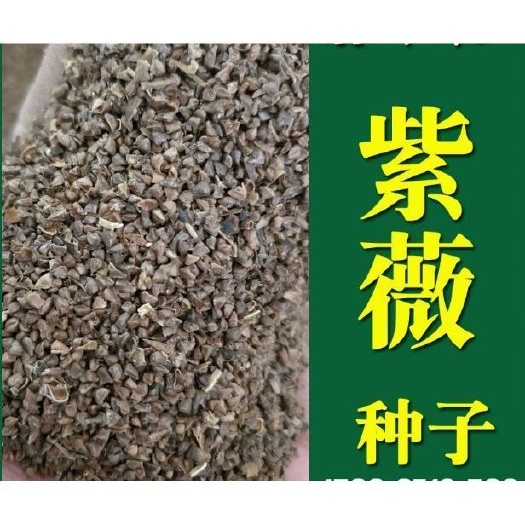 紫薇籽种  新采种子美国红火箭紫薇种子 国旗红花