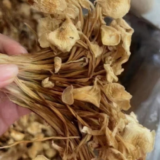 成都广昌3号茶树菇 茶树菇，一件40斤装！地摊，展会，景区，电商
