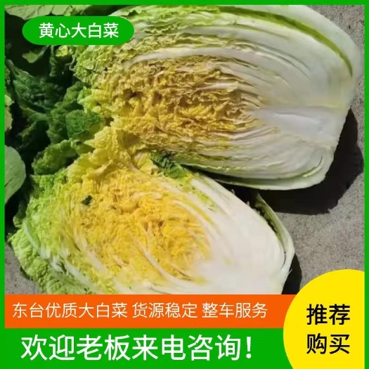 东台市矮白菜   东台优质大白菜大量现货需要的客户联系我基地直发欢