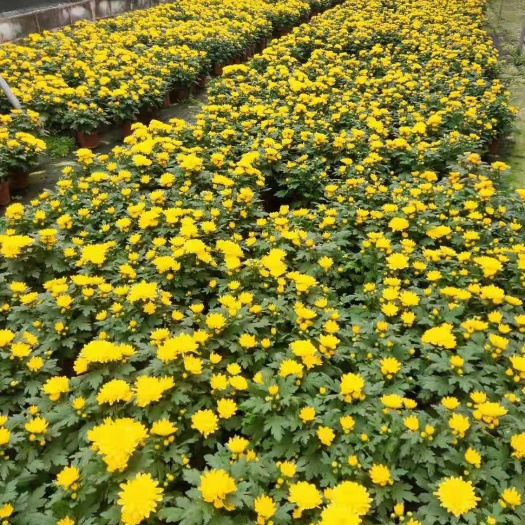 勋章菊 菊花