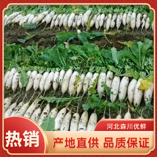 天门市白萝卜产地直接批发 水洗去头去尾 基巨便宜