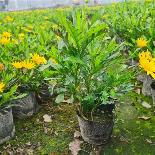 成都玛格丽特花 玛格丽特基地 多色茼蒿菊 木春菊 成都参天园林