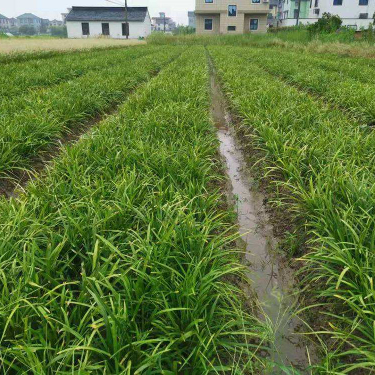  兰花三七 多年生四季常绿草本开花植物 成都参天园林