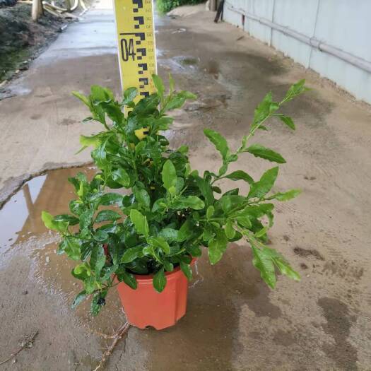 中山市 蓝雪花