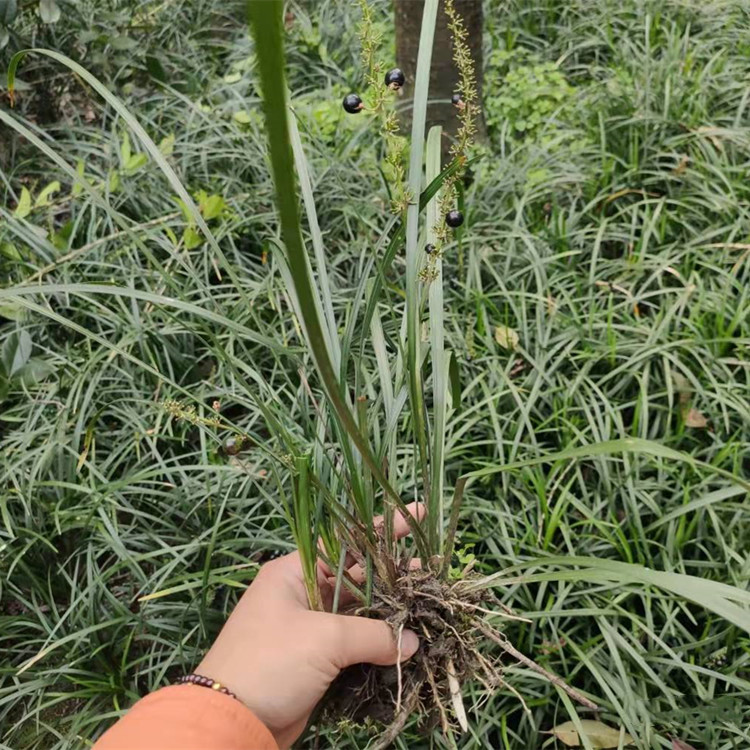  兰花三七 多年生四季常绿草本开花植物 成都参天园林