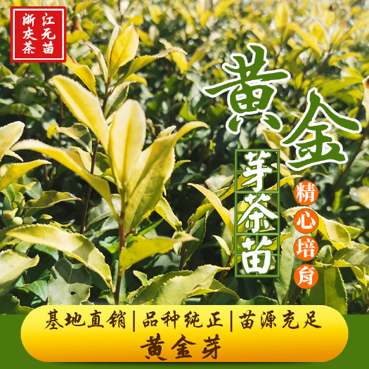庆元县黄金芽茶苗 浙江基地直销茶树苗黄金芽黄金叶 产地直发量大从优