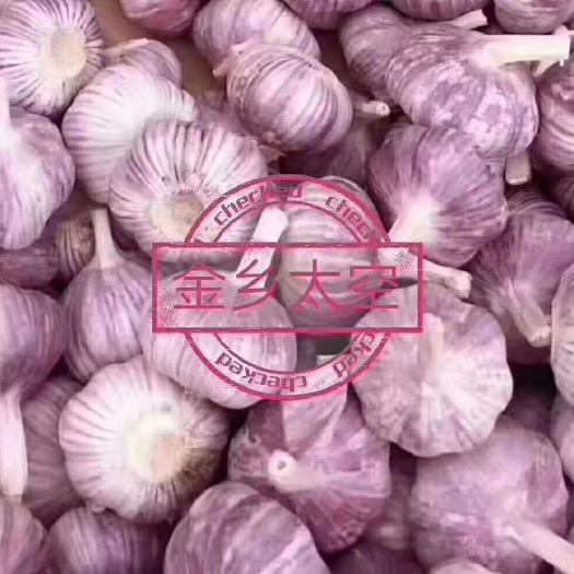 金乡县红皮蒜   金乡太空大蒜 ，专业储存加工，大型冷库，实力配资